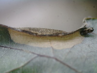 Phyllonorycter argentifimbriella