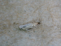 Phyllonorycter argentifimbriella