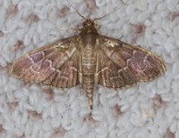 Pilocrocis ramentalis