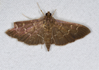 Pilocrocis ramentalis