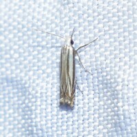 Polyhymno luteostrigella