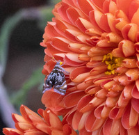 Prochoreutis inflatella