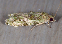 Proteoteras aesculana