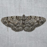 Protoboarmia porcelaria