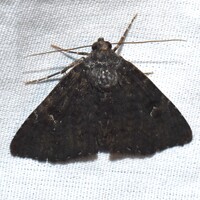 Pseudanthracia coracias