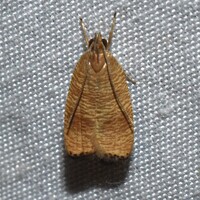 Psilocorsis cryptolechiella