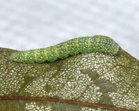 Salebriaria pumilella