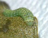 Salebriaria pumilella