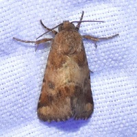 Schinia unidentified species