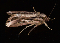 Spodoptera dolichos