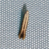 Stereomita andropogonis