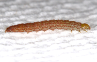 Strepsicrates smithiana