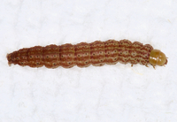 Strepsicrates smithiana