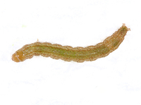 Strepsicrates smithiana