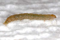 Strepsicrates smithiana