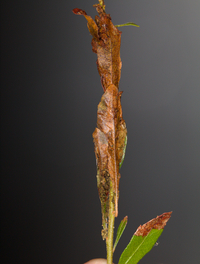 Strepsicrates smithiana