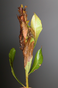 Strepsicrates smithiana