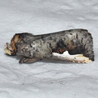 Symmerista unidentified species