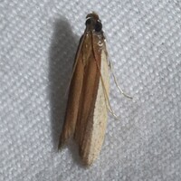 Tampa dimediatella