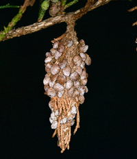 Thyridopteryx ephemeraeformis