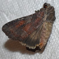 Trichordestra legitima