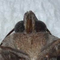 Trichordestra legitima