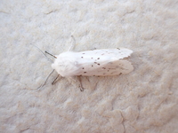 Spilosoma dubia