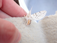 Spilosoma dubia