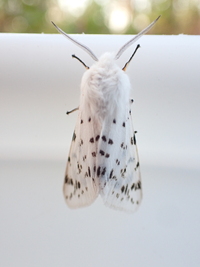 Spilosoma dubia