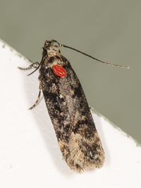 Chionodes unidentified species