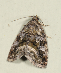 Protodeltote muscosula