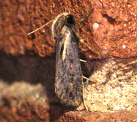 Acrolophus popeanella