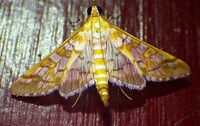 Epipagis fenestralis