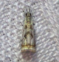 Microcrambus elegans