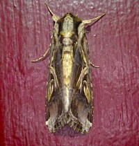 Spodoptera dolichos