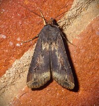 Agrotis ipsilon