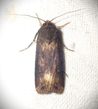 Agrotis ipsilon
