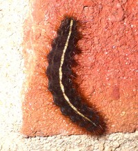 Apantesis unidentified species