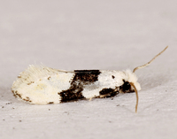 Nemapogon clematella of authors