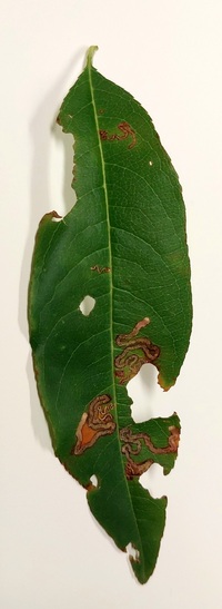 Stigmella prunifoliella