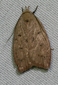 Machimia tentoriferella