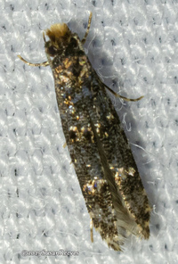 Homosetia unidentified species