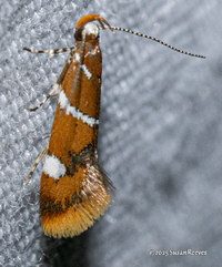 Promalactis suzukiella