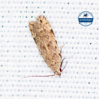 Anacampsis conclusella