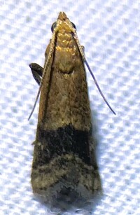 Eulogia ochrifrontella