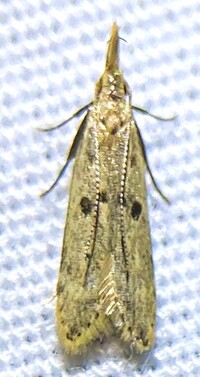 Dichomeris punctipennella