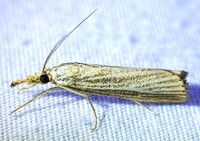 Agriphila vulgivagellus