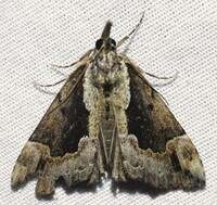 Hypena baltimoralis