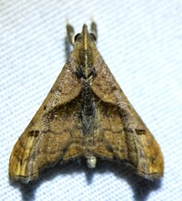 Palthis angulalis