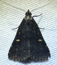 Tetanolita mynesalis